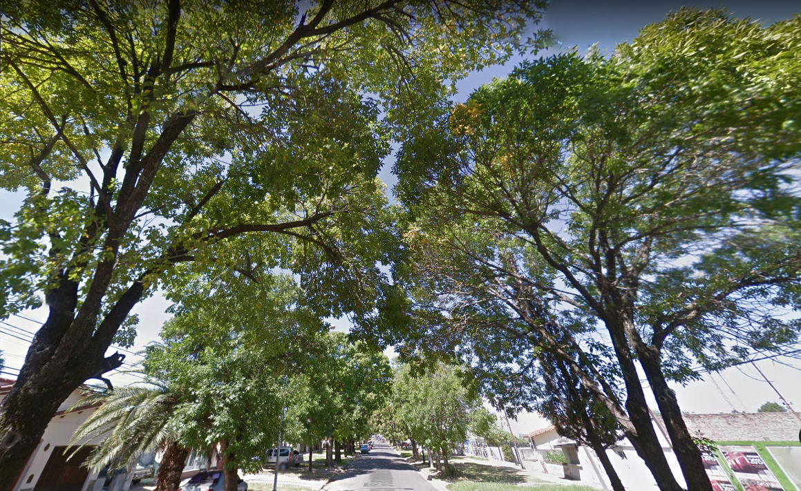 Vecinos resisten la tala de árboles de calle Racedo – ERA Verde